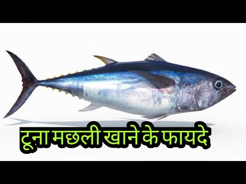 टूना मछली खाने के फायदे //Health benefits of tuna