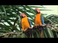 Macaw Breeders Podcast #12