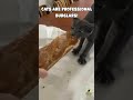 STOP THIEF! 😼 These Cats Are Professional Burglars! #shorts