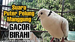 Suara puter pelung manggung GACOR Birahi memancing Puter lain ikut bunyi Gacor