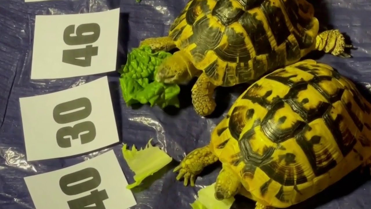 Hermanns Tortoises choose lucky lottery numbers