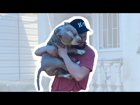 ჩემ ძაღლებთან შეხვედრა 1 კვირიანი განშორების შემდეგ...