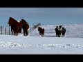 Mares in the snow