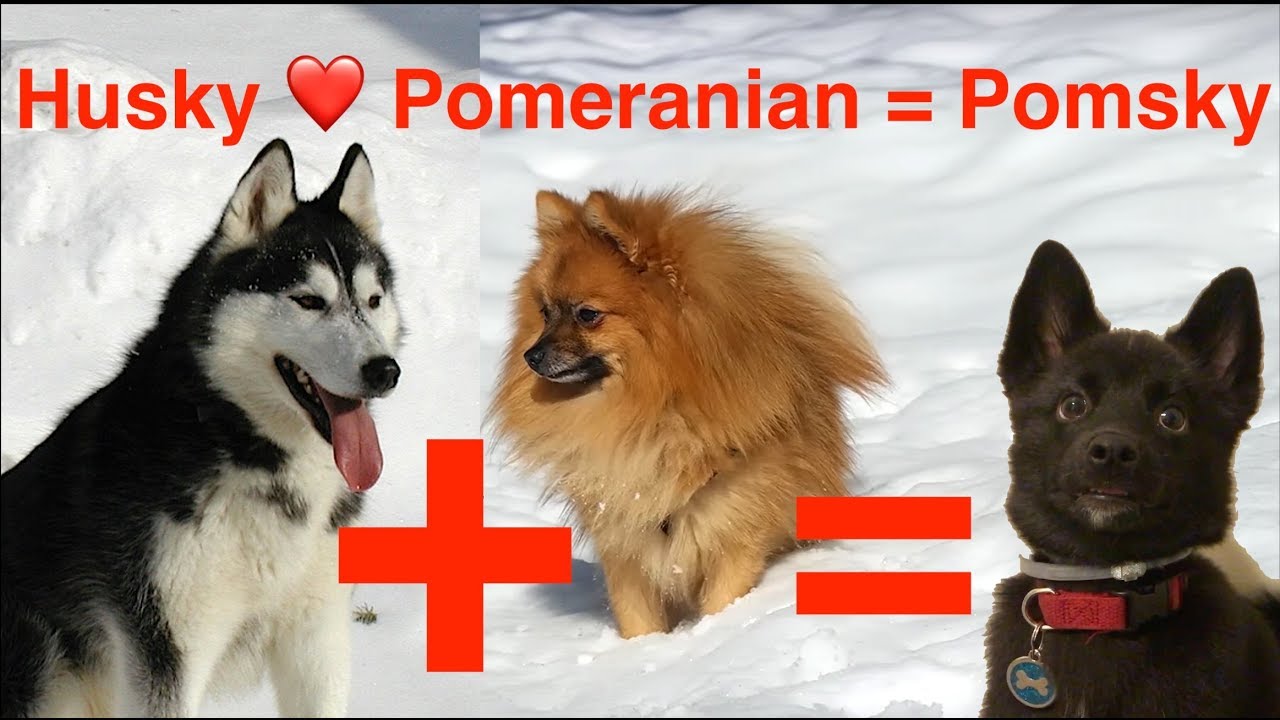 pomeranian and husky