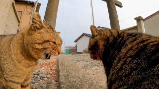 A cat that threatens a rival cat while being stroked, unknowingly develops into a great scuffle