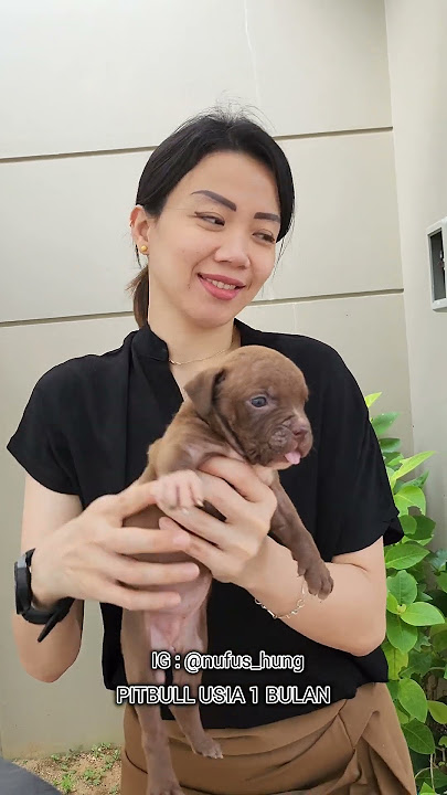 murah meriah harga anakan anjing pitbull usia 1 bulan milik cici chindo cantik | pitbull puppies