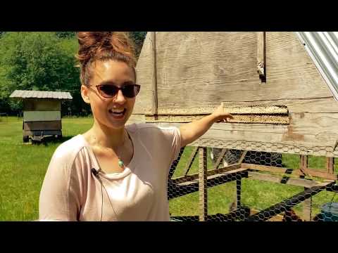 YEAR ROUND Chicken Tractor & Coop IMPROVES Your Ground & Health of Chickens