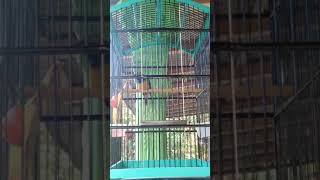 Download Lagu Cungko masteran burung kicau MP3 Download Lagu Cungko masteran burung kicau MP3