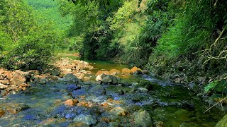 Beautiful long green stream in the forest, relaxing forest sounds, wonderful natural scenery