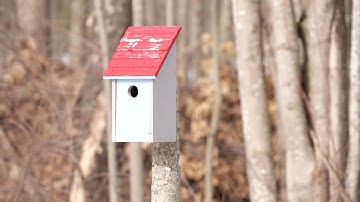 Panasonic G9 Autofocus Speed Test Video