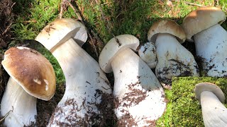 เก็บเห็ดเผิ้งหวานเดนมาร์กอ่อนอวบเยอะมากจริงๆ#Picking porcini mushrooms Denmark 🇩🇰 #10/9/20.