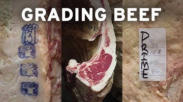Grading Beef - Overview