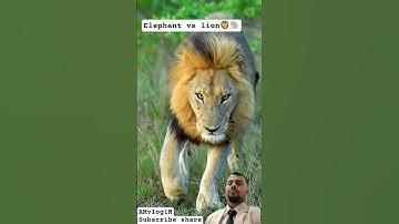 سورة القارعة#surahalqariah #egzonibrahimi #wildlife #lion #elephant #shortvideo #foryou