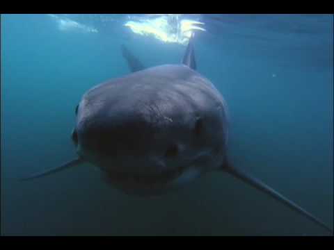 Shark Alley
