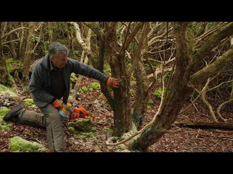 Rhododendron Control Stem Injection CHAINSAW METHOD