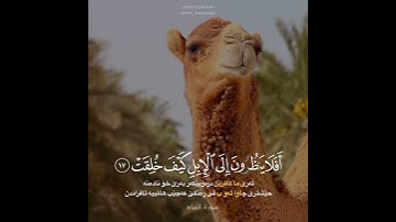 حالات واتس اب القران/حماد الله ساجد/سورة الغاشية{أَفَلَا يَنظُرُونَ إِلَى الْإِبِلِ كَيْفَ خُلِقَتْ}