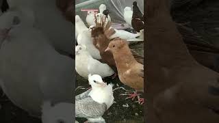 কবুতর গুলো সুন্দর ?????️?? pigeon viralvideo shortsvideo