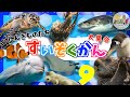 【子供向け 海の生き物アニメ】水族館へ行こう！9 海のいきもの お魚さんたちが大集合！ウミガメ クジラ イルカなど人気のうみの生き物たちが16種類 大集合するよ◎海の生き物の名前【知育動画】