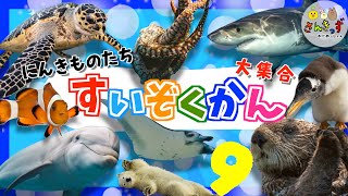 【子供向け 海の生き物アニメ】水族館へ行こう！9 海のいきもの お魚さんたちが大集合！ウミガメ クジラ イルカなど人気のうみの生き物たちが16種類 大集合するよ◎海の生き物の名前【知育動画】