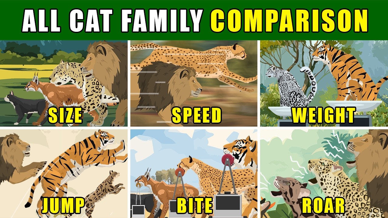 All Cat Family Comparison - YouTube