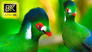 The Most Amazing Birds Collection in 8K ULTRA HD / 8K TV