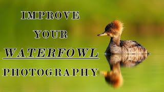 Improve Your WaterFowl Photography - 5 Easy Steps