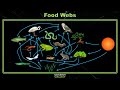 Energy Flow and Ecosystem Dynamics in Food Chains and Food Webs