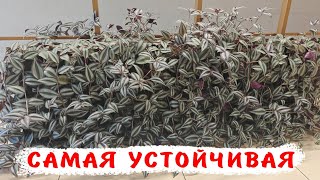 видео: 5 причин завести традесканцию. Зебрина.Что надо знать? картинка: 5 причин завести традесканцию. Зебрина.Что надо знать?