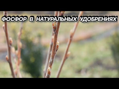 Фосфор в Натуральных Удобрениях - Как Повысить Усвояемость Фосфора