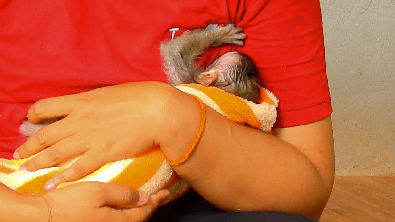 A little monkey LivLiv Asked mommy for milk |Animals MT