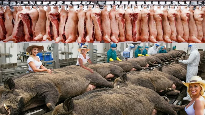 How Iberico Pig Is Made – Incredible Jamón Ibérico Farming For Luxury Meat/In These way