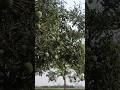 গ্ৰামের পরিবেশে একটা সান্তিয় আলাদা 🌳🌴🥭#villagelife #nature #viralvideo #youtubeshorts