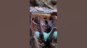 Surprise Attack!!! 😳 #youtube #youtubeshorts #shortvideo #shorts #subscribe #trending #tarantula