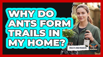 Why Do Ants Form Trails In My Home? - Insects and Invaders