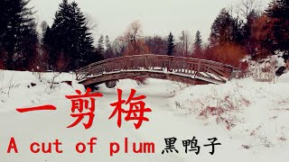 Video thumbnail of "mv黑鸭子《一剪梅》A cut of plum"