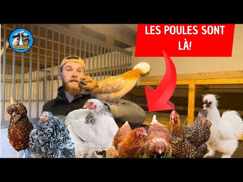 LES POULES D’ORNEMENT SONT LA !