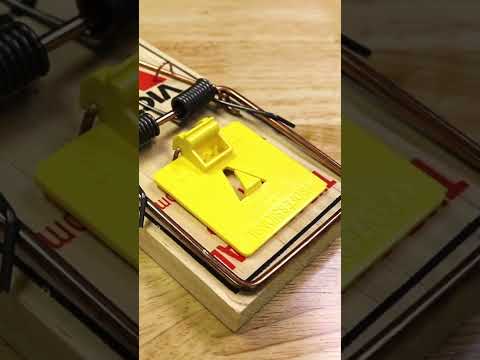 Vídeo: Com poses una trampa de ratolí de metall?