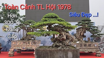 Tin Cuối Ngày 11/12 ! TOÀN CẢNH trưng bày TL * ĐẲNG CẤP * RA MẮT HỘI CÂY 1978 - hơn 300 Tp RẤT QUÝ .