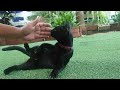 人好きな黒猫は抱っこされても嫌がりません