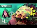 The secret underwater paradise  magical reef the islands of the four kings  documentary central