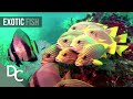 The Secret Underwater Paradise | Magical Reef: The Islands of the Four Kings | Documentary Central