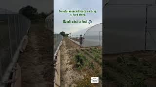 Cel mai relaxant sunet din grădină 🔊 Liniște și agricultură cu cap!