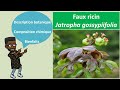 Jatropha gossypiifolia  bienfaits surprenants