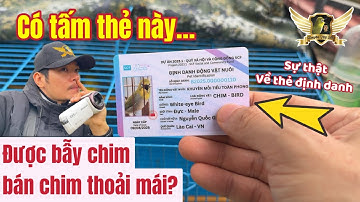 Bẫy chim và bán chim thoải mái khi có Thẻ Định Danh là đúng hay sai? Hiểu rõ trong 10phút | KTB