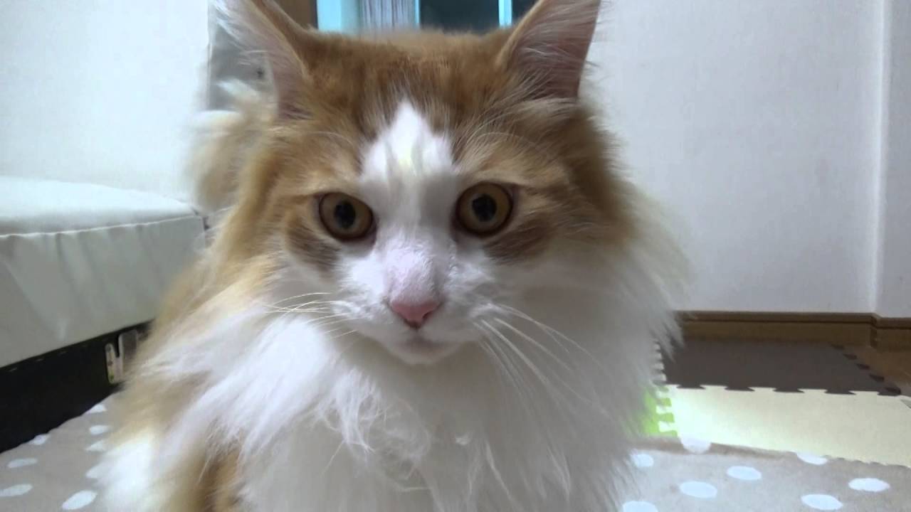 猫動画 癒し系メインクーン 甘えん坊レンボ君 Maine Coon Cute Youtube
