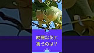 綺麗な花に集うのは⁉️#草花 #f#ゆりのき#蜂🐝