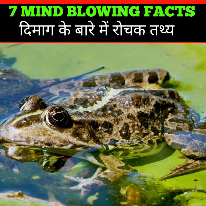7 MIND BLOWING FACTS Animal mind shorts YouTube 7 MIND BLOWING FACTS Animal mind shorts YouTube