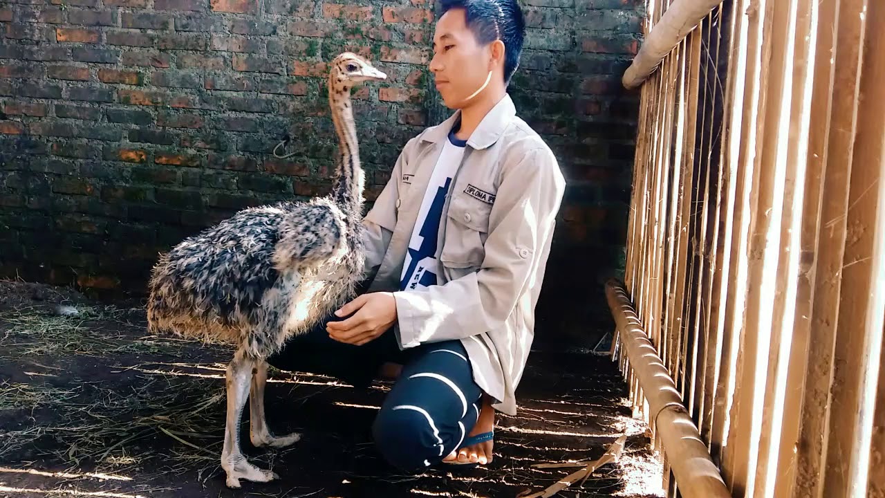 Bermain sama anak burung unta - YouTube