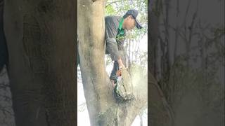 Woodworking project technique for cutting large trees manually #shortvideo #treecutting #chainsaw