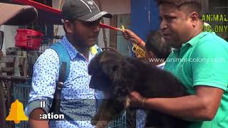 Download lagu EXCELENT QUALITY GERMAN SHEPHERD CHAMPION BLOOD LINE LONG COATED AT GALIFF STREET PET MARKET EXCELENT QUALITY GERMAN SHEPHERD CHAMPION BLOOD LINE LONG COATED AT GALIFF STREET PET MARKET